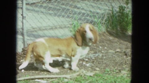 WISCONSIN 1972: dog sitting inside fence near sidewalk