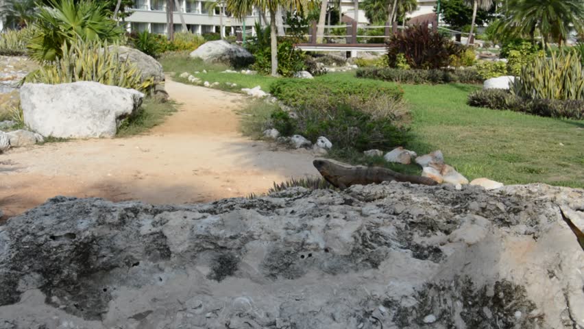 Iguana in nature relaxing