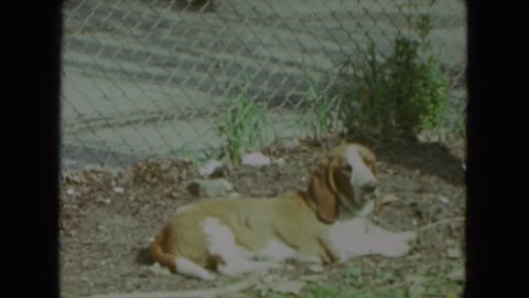 CHICAGO, ILLINOIS 1972: basset hound sniffing grass and dandelions and resting in sunny yard