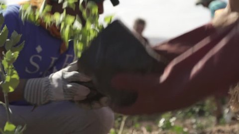 A group of people with gloves digging and planting trees.