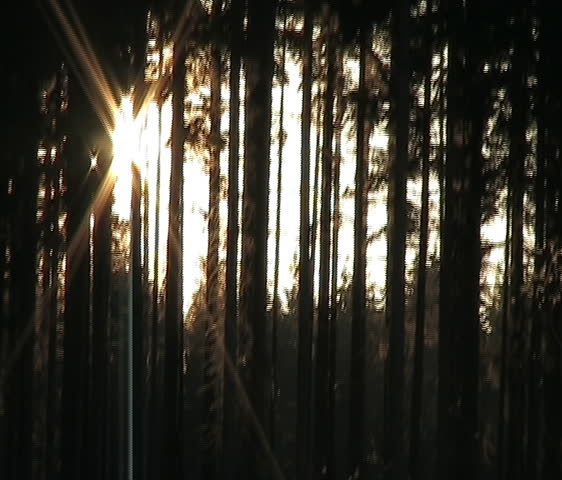 Sunset in the Wood - sun sets between trees.
