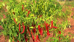 Red Hot Chili In Plant