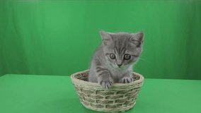 Beautiful little kitten Scottish Fold in basket on a Green Screen stock footage video