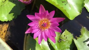 closeup lotus flower with bee swarm
