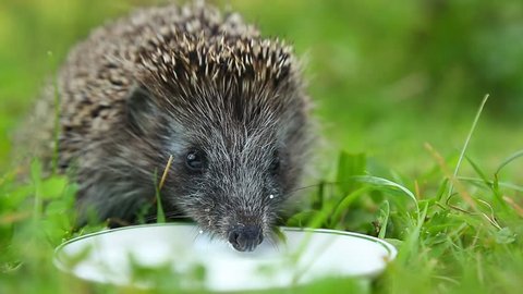 Happy Hedgehog drinking milk from a saucer white on the green grass.