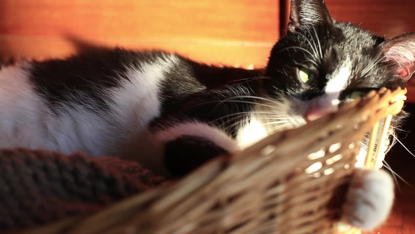 Black and white cat in relax inside wicker basket
