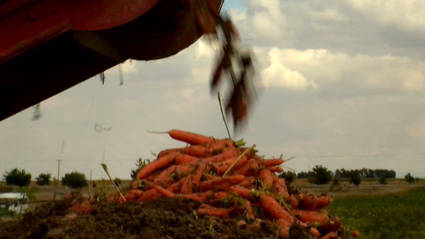 carrot harvest