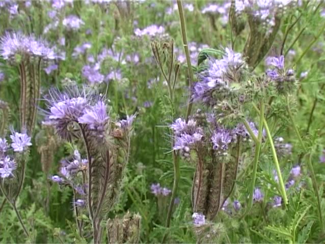 Flight through violet field.