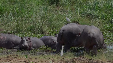 Lionesses Cling African Cape Buffalo Failed Stock Footage Video (100% ...