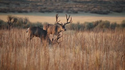Two giant mule deer bucks with velvet antlers feeding the open