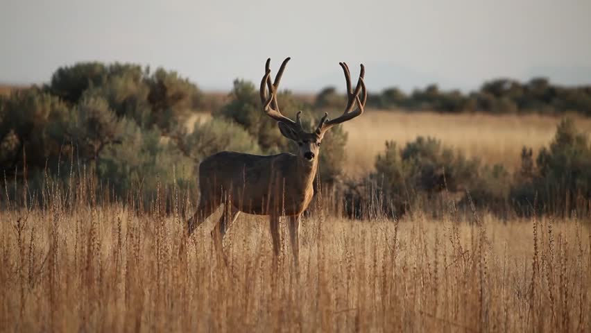 Large mule deer buck with velvet antlers facing the sunlight
