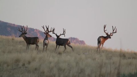 Group of mule deer bucks with velvet antlers feeding on the hillside during the evening