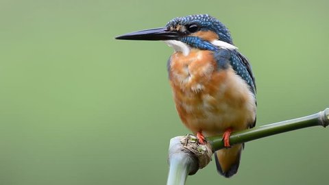 Lovely blue and brown bird, Common Kingfisher on the twig with funny actions