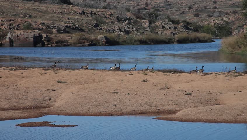 Geese on a river in Oklahoma.