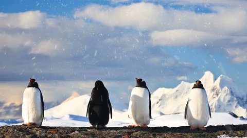 Four penguins dreaming sitting on a rock in Antarctica, mountains in the background. Slow motion 4K footage.