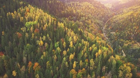 Aerial Drone Footage View: Flight over autumn mountains with forests, meadows and hills in sunset soft light. Carpathian Mountains, Ukraine, Europe. Majestic landscape. Beauty world. 4K resolution.