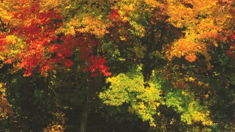 Colorful maple tree fallen leaves on Autumn in Korea