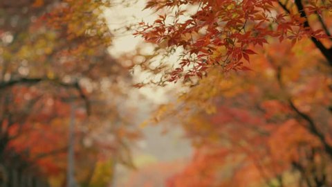 Colorful maple tree fallen leaves on Autumn in Korea