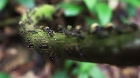 Black ants transporting food on a branch.