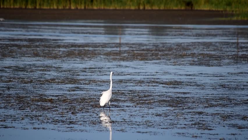 Great egret striding across wetlands in summer