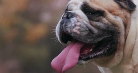 Funny animal. Close-up shot of funny Bulldog with long pink tongue panting