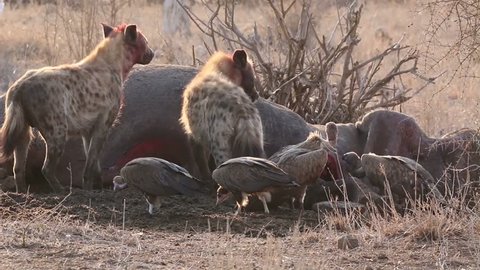 hyenas eat a hippopotamus kruger national park south africa