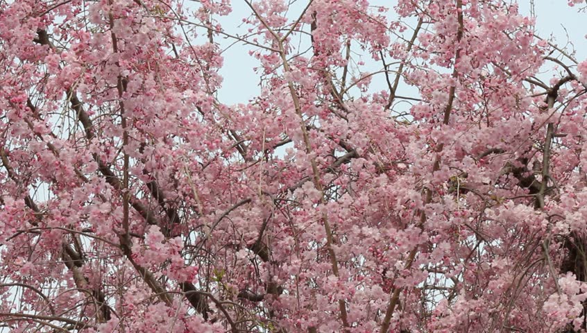japanese cherry blossom tree Stock Footage Video (100% Royalty-free