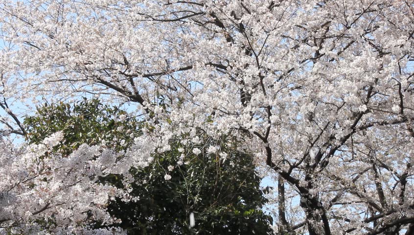 Japanese Cherry Blossom Tree 스톡 동영상 비디오(100% 로열티 프리) 2142845 | Shutterstock