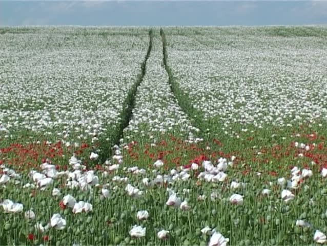 Poppy flower field in the wind.