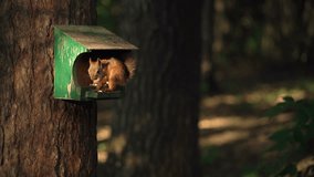 Squirrel in the bird feeder in the forest, night, light, beautiful shot slow motion