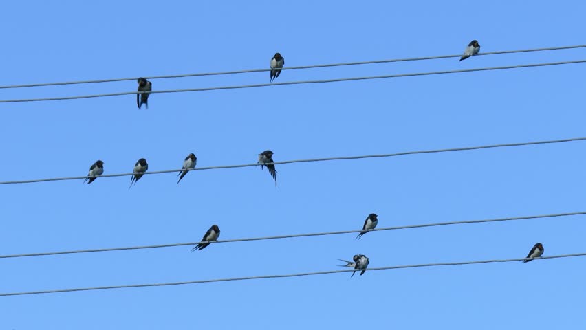 Many swallows sitting on a wire