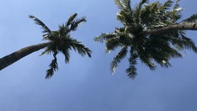 Top of coconut palm on sky background