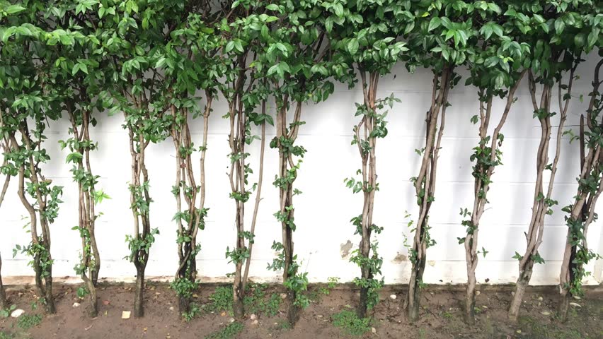 Tropical flowers Blooming Wrightia Religiosa Benth (MOK),tilt up camera