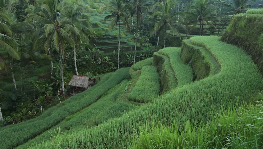 Amazing view of the Rice Terrace field on Bali island, Indonesia.