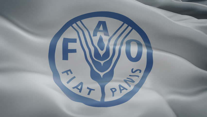 Фао оон. Продовольственная и сельскохозяйственная организация ООН (ФАО). ФАО флаг. ФАО символ. ФАО логотип.