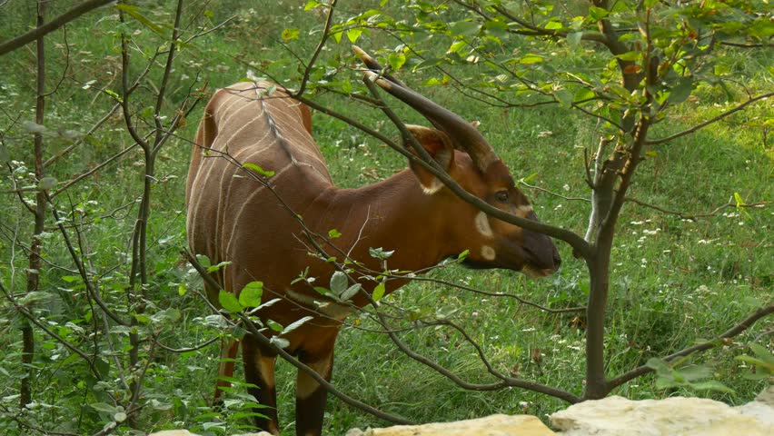 Antelope Eats Leaves of a Bushes. She is Grazed on a Green Meadow. 