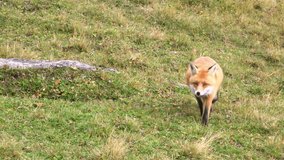 Hunting Fox in the Wilderness. 4K Ultra HD 3840x2160 Video Clip