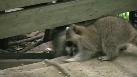 A couple of young raccoons get into a wrestling match.