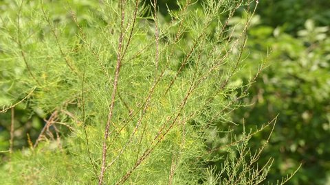 Tamarix gallica, French tamarisk, is deciduous, herbaceous, twiggy shrub or small tree reaching up to about 5 meters high. It is indigenous to Saudi Arabia and Mediterranean region.