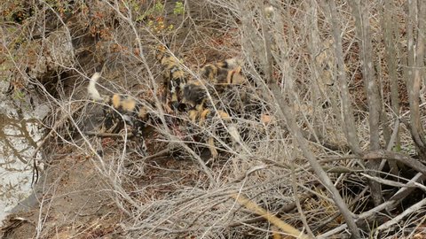 A rarely witnessed scene of a pack of hungry wild dogs in Kruger National Park in South Africa hunt down and kill an Impala for food.