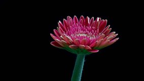Gerbera daisy blossom closes at the end of day on a black background,  time lapse HD video