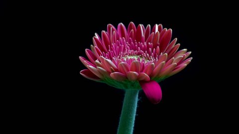 Pink Gerbera Daisy Flower Blooming の動画素材 ロイヤリティフリー Shutterstock