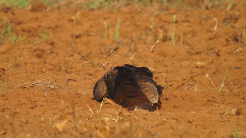 Wild Turkey hen dusting in plowed field