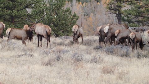 This is a shot of a Rocky Mountain Bull Elk calling at Estes Park Colorado
