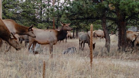 This is a shot of a herd of Rocky Mountain Elk Estes Park Colorado