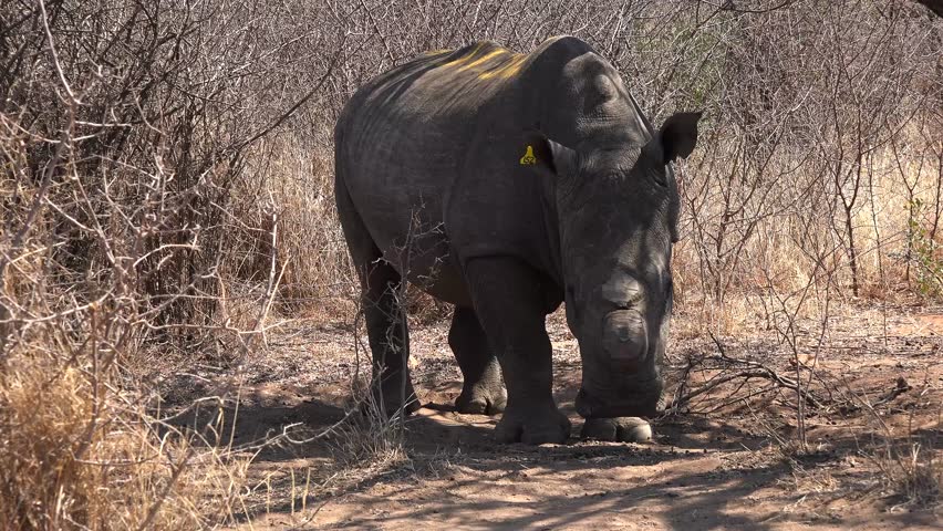 White Rhino (dehorned) under a tree (Metabos NP, Zimbabwe, 4k) Royalty-Free Stock Footage #21466555