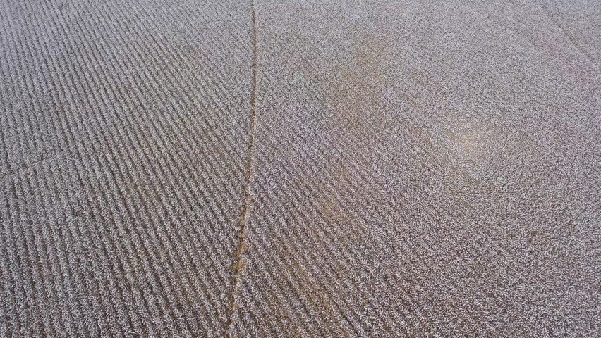 Flying over cotton farm fields
