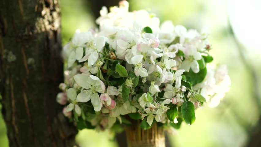 Beautiful Bouquet White Apple Blossom Stock Footage Video 100 Royalty Free Shutterstock