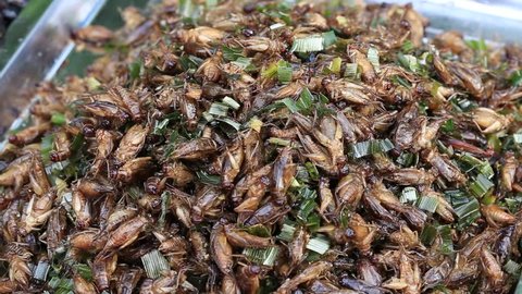 Edible roasted and spiced meal beetles. Bug fried on street food in Thailand. Fried insect is the food on the Thai market close up .