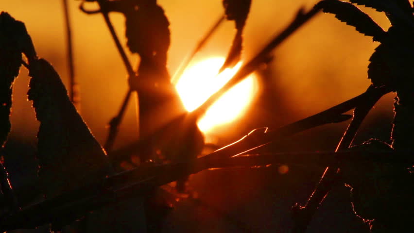 setting sun behind silhouettes of leaves